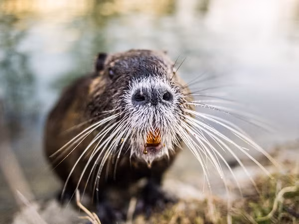 Tại mỗi vùng đất mà chúng đi qua, đất sẽ trở nên tơi xốp do không có rễ cây và dễ bị xói mòn bởi các tác động từ môi trường tự nhiên. Chưa kể đến việc ăn hoa màu, bởi vậy nơi chuột hải ly sinh sống thường trở thành đầm lầy.