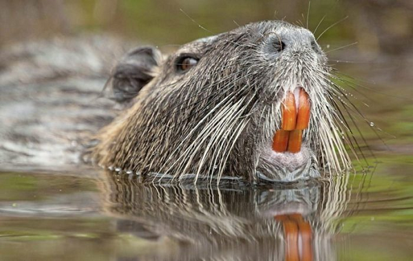 Chuột hải ly là một loài hết sức phàm ăn, mỗi ngày chúng có thể ăn tới 25% trọng lượng cơ thể, chúng ăn tất cả mọi thứ, từ thân cây, ngọn cây và cả rễ cây. Chúng đặc biệt thích ăn rễ cây, nhưng lại không thể phân biệt được cái gì ăn được và cái gì không ăn được, nên chúng có xu hướng nhổ luôn cái cây mà chúng định ăn lên hoặc sẽ cạo hết lớp vỏ cây rồi vứt bỏ.