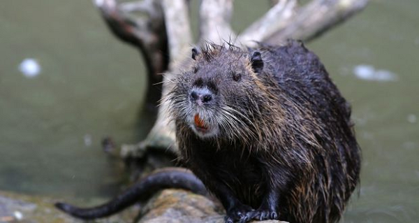 Ngoài ra, những thói quen sinh hoạt kỳ lạ của chuột hải ly cũng khiến cho loài động vật này trở thành một loài có hại. Chúng thích ăn và vệ sinh luôn ở dưới nước, phân của chúng không chỉ gây ô nhiễm nguồn nước mà còn có thể lây lan các bệnh như lao, sán dây.