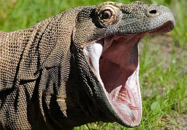 Khác với các loài khác, trứng của rồng dai và dính như cao su và to lên khi rồng con bên trong phát triển. Mỗi lần con cái thường để 20 trứng ở trong tổ đã được vùi cát.