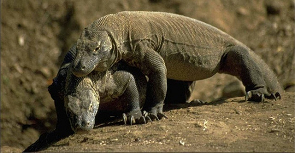 Do rồng Komodo thuộc loài bò sát, hung dữ và rất nguy hiểm nên chúng không được thuần dưỡng như những loài động vật có vú ăn thịt khác mặc dù chúng có thể được nuôi dưỡng ở các vườn thú. Hiện nay trong thế giới hoang dã có tổng cộng từ 4000-5000 con rồng Komodo nhưng có những lo ngại rằng chỉ còn khoảng 300 con cái là có khả năng sinh sản.