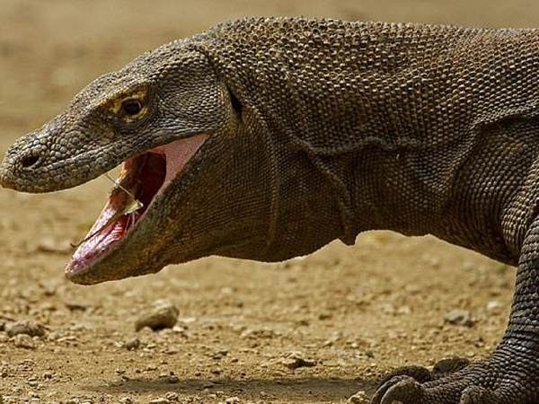 Rồng Komodo là loài bò sát máu lạnh, nên giống những loài bò sát, chúng thường giảm thiểu hoạt động cho đến khi cần thiết. Tuy nhiên, giống như loài cá sấu, rồng Komodo có thể tổng lực năng lượng để tăng tốc độ khi săn mồi hoặc chay chốn khỏi kẻ thù và nó có thể chạy với tốc độ 20km/h.