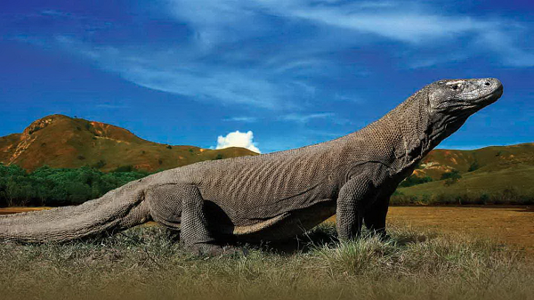 Bằng cách hút các phân tử mùi từ chiếc lưỡi linh động của mình rồi chuyển tới một cơ quan gọi là Jacobson's Organ trên vòm miệng, rồng Komodo có thể nhận biết được mùi xác thối ở cách xa 8km.