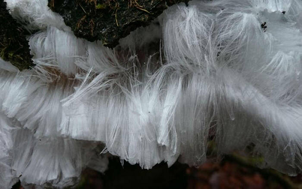 Tinh thể băng hình thành trên gỗ vào đêm đông ẩm ướt khi nhiệt độ ở dưới 0 độ C.