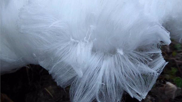 "Trông chúng giống như kẹo bông gòn vậy. Nhưng khi bạn bẻ khúc cây, chúng sẽ tan chảy ngay lập tức nếu tay bạn chạm vào"