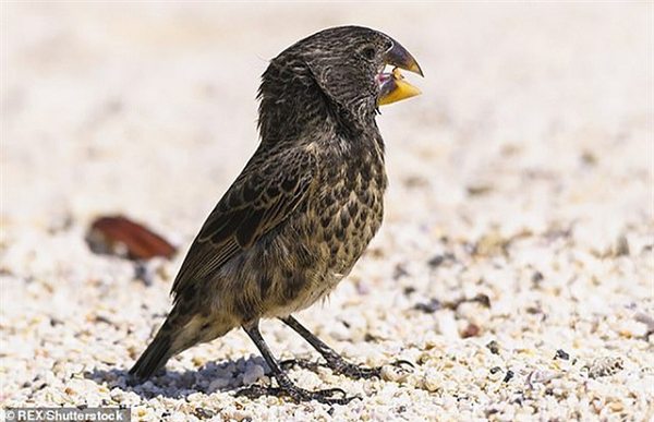 Các nhà khoa học vừa phát hiện ra lí do chim sẻ Darwin tiến hóa để trở thành một kẻ chuyên hút máu những loài chim khác lớn hơn.