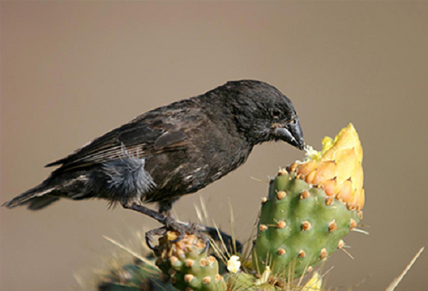 Sẻ hút máu ở quần đảo Galápagos đã tiến hóa một cách hoàn hảo để trở thành một sinh vật ký sinh. Điều đó có nghĩa là mặc dù hút máu vịt biển để sống, chúng chỉ tạo ra các vết thương nhỏ mà không ảnh hưởng đến tính mạng của những con vịt biển.