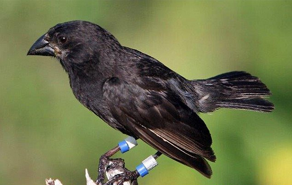 Bằng một cách nào đó, nếu một sinh vật đến được quần đảo Galápagos, chúng phải học cách thích nghi với điều kiện khắc nghiệt ở đây nếu không muốn bị tuyệt chủng.