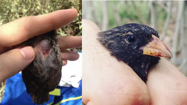 Nhưng vô tình thay, việc dùng một chiếc mỏ nhọn mổ trên da vịt biển đã tạo ra những vết thương rỉ máu. Tại một thời điểm nào đó, những con chim sẻ đã bắt đầu biết ăn máu của vịt biển, và từ đó, chúng cảm thấy bản thân thích hợp với nguồn thực phẩm này.