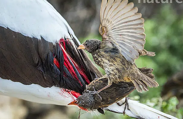 Dựa theo các bằng chứng tiến hóa, các nhà sinh vật học cho biết tại một thời điểm nào đó cách đây khoảng 500.000 năm, đảo Wolf và Darwin đã chào đón một làn sóng di cư của một loạt các loài chim bao gồm vịt biển Nazca, vịt biển chân đỏ và cả chim sẻ.