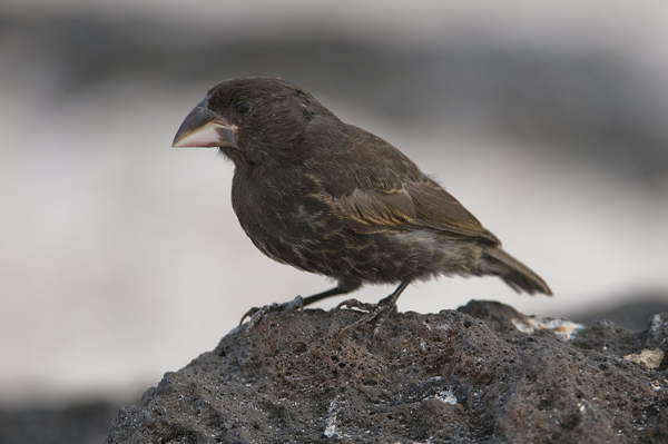 Sẻ hút máu biết vịt biển là vật chủ của chúng, nếu vật chủ chết, chúng cũng có thể sẽ chết vì không còn nguồn thức ăn. Do đó, những con chim sẻ này không bao giờ gây ra vết thương lớn trên người vịt biển, hoặc khiến chúng bị nhiễm trùng và chết.