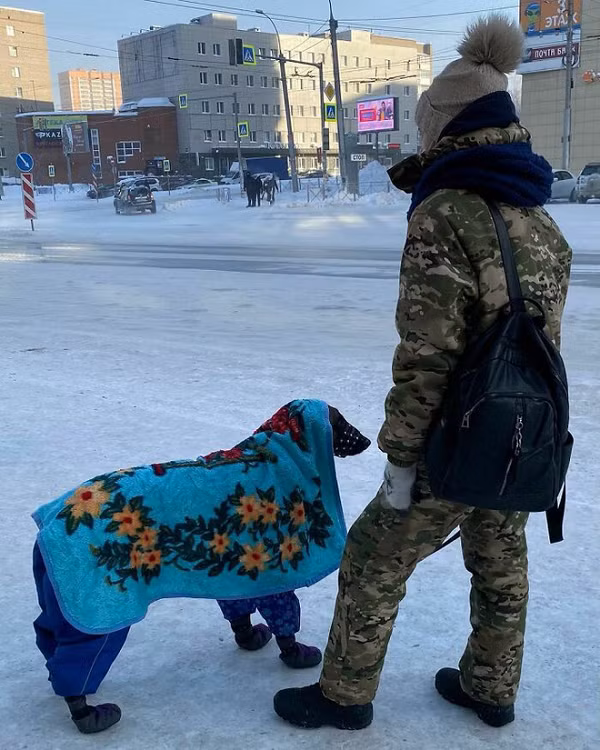 Khung cảnh khá quen thuộc của những người dân yêu chó vùng Siberia (Nga).