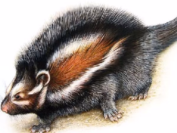 Loại cây này thường được con người sử dụng để săn bắn vì nó chứa nhiều chất độc cardenolide.