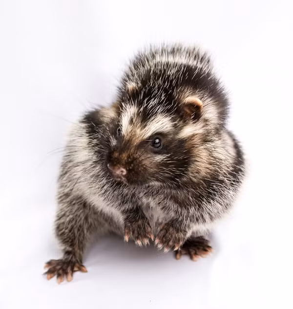 Chỉ cần vài miligam chất độc từ lông của chúng đã có thể giết chết một người đàn ông trưởng thành.