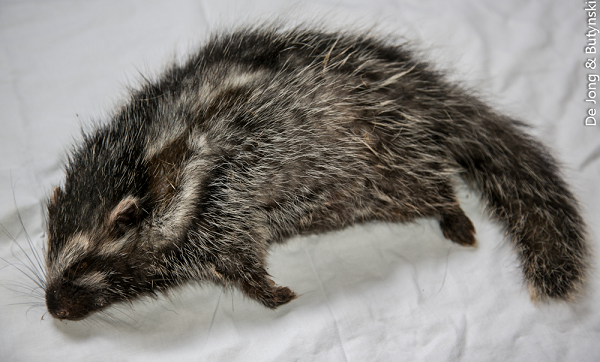 Khi bị đe dọa, những con chuột mào sẽ dựng lông lên dọc theo lưng. Các nhà nghiên cứu đưa ra giả thuyết rằng chúng đã “vũ khí hóa” cơ thể bằng cách nhai vỏ cây Acokanthera và bôi chất độc lên lông mào.