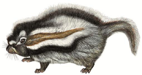 Người dân ở Đông Phi từ lâu đã biết về sự kịch độc của loài chuột có mào. Con vật này đã nhiều lần hạ gục những chú chó tò mò. Những con vật may mắn sống sót sau cuộc đụng độ loài chuột độc có xu hướng tránh xa chúng.