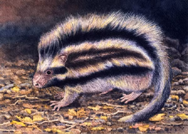 Chúng cũng có vẻ sống theo chế độ một vợ một chồng và chó nhiều đặc điểm thường thấy ở các loài động vật một vợ một chồng khác như tuổi thọ cao và tốc độ sinh sản chậm. Khi kết đôi, những con chuột có mào dành hơn nửa thời gian để ở cạnh nhau và liên tục vồ đuôi nhau xung quanh chuồng.