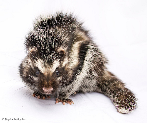 Năm 2011, một nghiên cứu ban đầu về các đặc điểm bất thường của chuột mào cho thấy chúng thu thập chất độc từ cây mũi tên (Acokanthera schimperi).