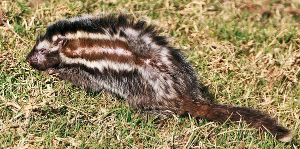 Dù mang chất độc chết người, chuột mào là động vật ăn cỏ hiền lành và dành phần lớn thời gian kiếm ăn. Chúng chỉ ngừng ăn để giao phối, chải lông cho nhau hoặc trèo lên tường để bò vào tổ.