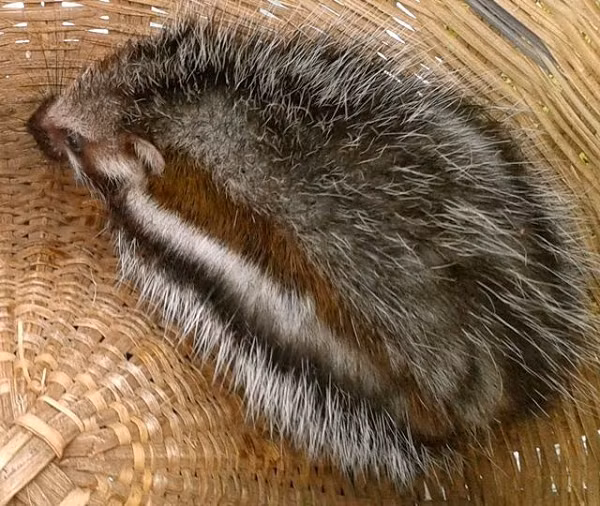 Các nhà khoa học phát hiện ra rằng việc thu thập độc tố Acokanthera rất phổ biến và đời sống xã hội của loài chuột này rất phức tạp.