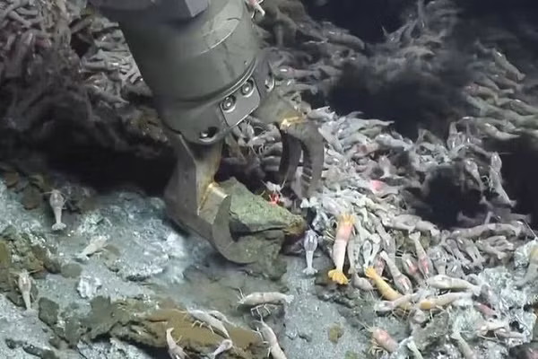 Mặc dù sống ở đại dương sâu thẳm, nơi áp suất cực cao với nhiệt độ thấp, các nhà khoa học phát hiện tôm không mắt cũng có những kẻ săn mồi.