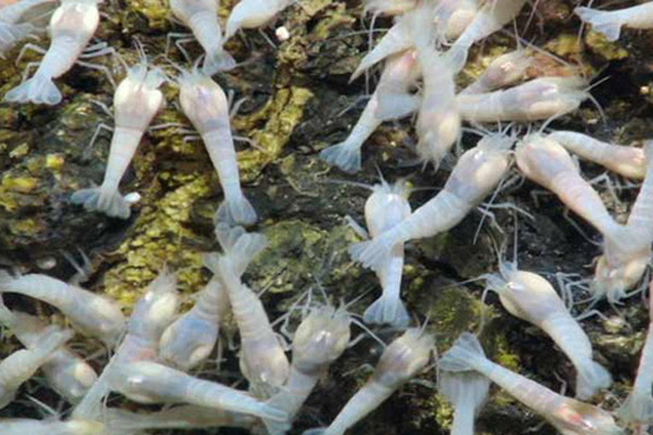 Chúng được gọi là tôm mù do không có mắt để phù hợp với quá trình tiến hóa và môi trường sống khắc nghiệt dưới đáy biển. Thay vào đó, loài tôm này cảm thụ ánh sáng qua cơ quan trên lưng giúp điều hướng.