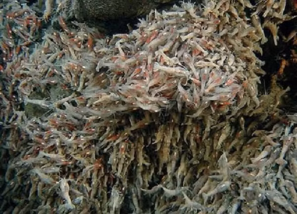 Các nhà khoa học không đo được nhiệt độ chính xác ở các lỗ thông hơi, nhưng theo ước tính của họ, nhiệt độ nước ở đây có thể nóng hơn 450 độ C.