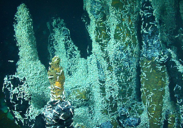 Tôm sẽ chuyển sang nơi ở mới khi một lỗ thông hơi hiện có không còn sống được nữa. Thức ăn của loài này chủ yếu là vi sinh vật. Chúng tiêu thụ các vi sinh vật phát triển ở lỗ thông hơi hoặc trôi nổi trong nước.