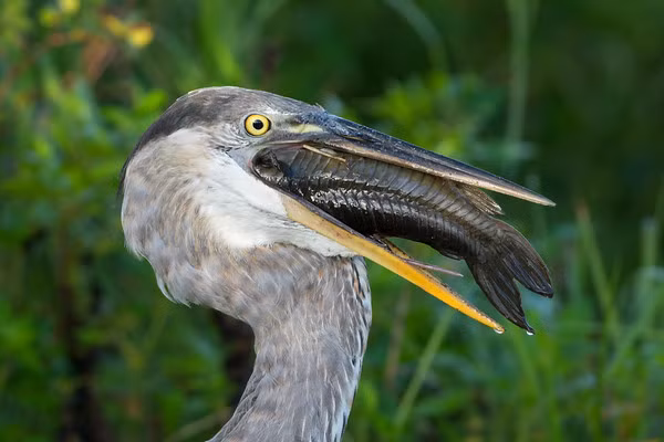 Một con diệc xanh có thể nuốt chửng một con cá sấu con. Nhưng nếu chúng ăn những con cá sấu lớn hơn một chút, con diệc rất có khả năng bị nghẹn và chết trước khi đưa được bữa ăn xuống dạ dày.