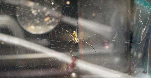 Cả hai con nhện đều thích nghi một cách tuyệt vời, liên tục giăng tơ và săn mồi. Tuy nhiên, trong môi trường không trọng lực, các mạng nhện do chúng dệt ra phẳng hơn và tròn hơn, khác hẳn so với các mạng nhện trên mặt đất, vốn có hình dạng không đối xứng.