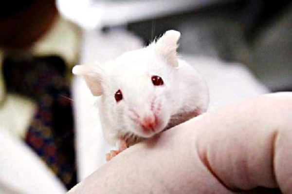 Các phi hành gia đã mang tinh trùng đông lạnh của 12 con chuột lên không gian Trạm ISS, nơi được đánh giá có mức bức xạ cao gấp 100 lần trên Trái đất.