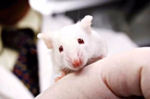 Các phi hành gia đã mang tinh trùng đông lạnh của 12 con chuột lên không gian Trạm ISS, nơi được đánh giá có mức bức xạ cao gấp 100 lần trên Trái đất.