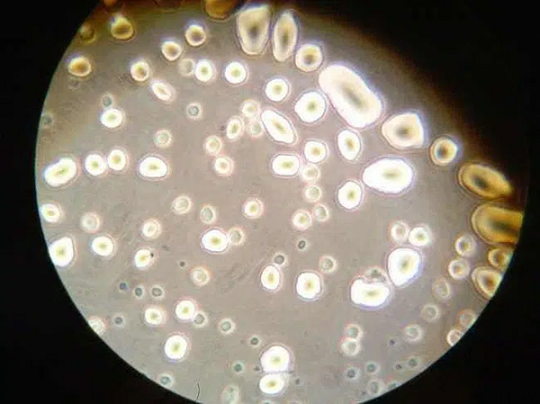 Đầu tiên, các tinh trùng này được đặt trong tủ đá lạnh ở nhiệt độ thấp -95 độ C. Mất 9 tháng sau đó, các mẫu tinh trùng này đem về Trái đất và so sánh với tinh trùng chuột Trái đất. Kết quả cho thấy, tinh trùng khô ướp lạnh dưới môi trường bức xạ bị phân mảnh ADN nhiều hơn, nhưng khi cấy tinh trùng khô này vào chuột cái "mang thai hộ", nó đã sinh ra nhiều chuột con hơn với số lượng hơn 73 cá thể, vượt trội hơn cả tinh trùng chuột bình thường.