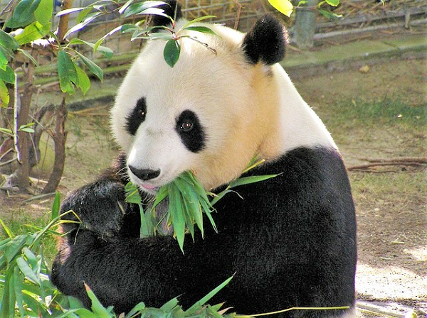 Vào thời cổ đại, người Trung Quốc rất sợ gấu trúc. Họ cho rằng chúng là hiện thân của loài quái vật trắng đen chỉ biết ăn thịt sống ghê rợn.