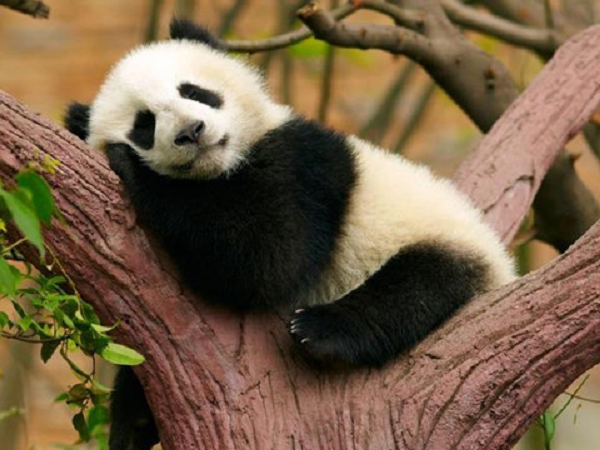 Trong tình trạng giam cầm, gấu trúc ăn mật ong trứng, cá, lá cây bụi, cam, hay chuối cùng với các loại thức ăn đặc biệt khác.