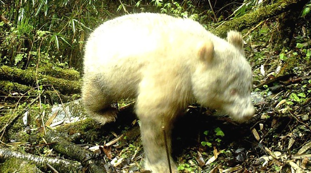 Vào ngày 16/1 Giới chức tỉnh Tứ Xuyên, Trung Quốc cho biết đã một lần nữa ghi lại được hình ảnh của con gấu trúc bạch tạng duy nhất trên thế giới. Trong lần xuất hiện này, màu lông tại bốn chân của nó đã ngả sang màu vàng.