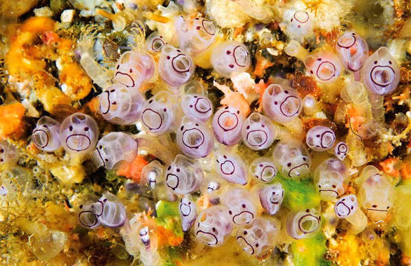 Bạn có nghĩ rằng những đốm nhỏ mỏng manh kia lại là động vật không? Chúng được gọi là hải tiêu (sea squirt).