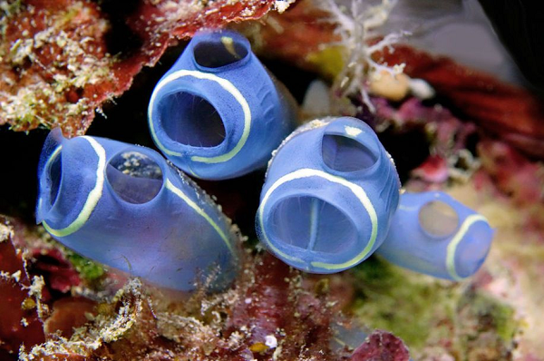 Hải tiêu có rất nhiều phân loài khác nhau, sinh sống khắp các vùng biển trên thế giới. Khi đã trưởng thành, chúng rất lười di chuyển, mỗi ngày đi được vài centimet đã là hay.