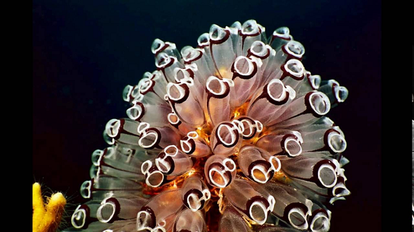 Hải tiêu xuất hiện khắp các đại dương và thường sống bám vào thân tàu hoặc các các vật thể khác như đá hoặc san hô