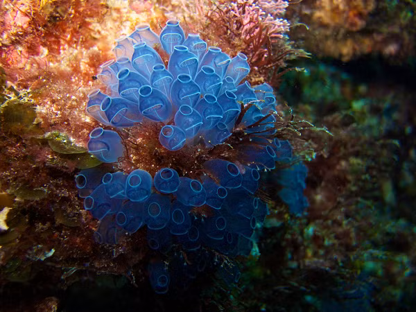 Chúng là loài sinh sản hữu tính, mỗi cá thể vừa có trứng vừa có tinh trùng (lưỡng tính). Nhưng vì trứng và tinh trùng không chín đồng thời nên không thể tự thụ, đành phải "yêu" với một con hải tiêu khác.