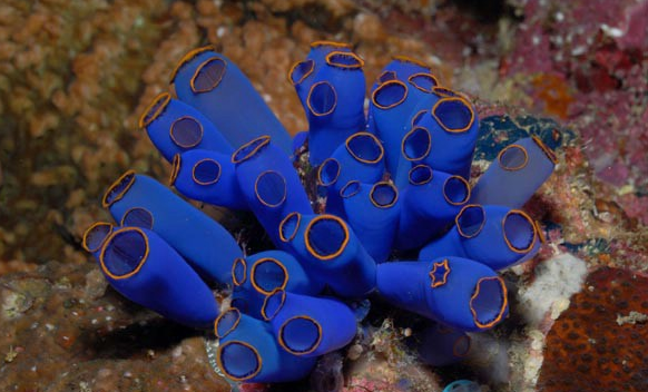 Tuy là động vật nhưng trông khá giống thực vật với thân mình không có hình dáng rõ rệt, thường thì chúng có hình cầu hoặc hình trụ với nhiều màu sắc sặc sỡ.