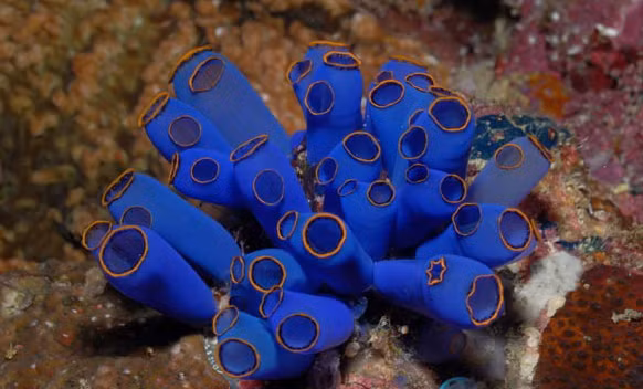 Tuy là động vật nhưng trông khá giống thực vật với thân mình không có hình dáng rõ rệt, thường thì chúng có hình cầu hoặc hình trụ với nhiều màu sắc sặc sỡ.