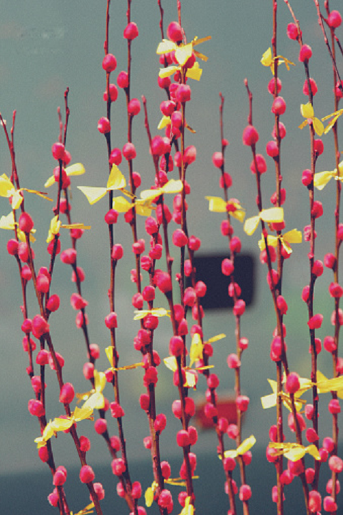 Theo quan niệm của người Việt, hoa với những nụ hồng nhỏ nhắn lại truyền cho người ngắm nó hy vọng, niềm tin và nghị lực vô cùng mạnh mẽ.