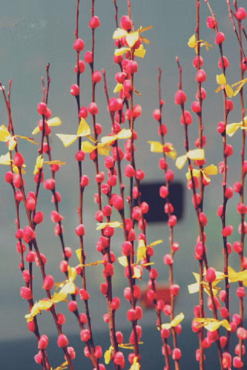 Theo quan niệm của người Việt, hoa với những nụ hồng nhỏ nhắn lại truyền cho người ngắm nó hy vọng, niềm tin và nghị lực vô cùng mạnh mẽ.