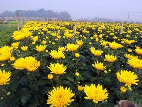 Cùng với mai và đào thì cúc là loài hoa với thông điệp của sự hoan hỉ, của sự cầu mong may mắn, phát tài trong nắm mới.