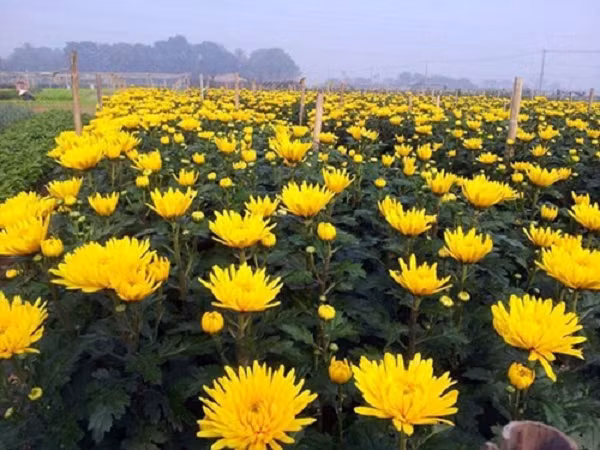 Cùng với mai và đào thì cúc là loài hoa với thông điệp của sự hoan hỉ, của sự cầu mong may mắn, phát tài trong nắm mới.