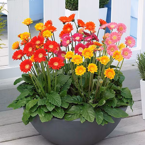 Hoa đồng tiền được nhiều người chú ý hơn dịp năm mới, vì đây là loài hoa mang đến nhiều tài lộc, tiền của cho gia đình. Hoa đồng tiền còn tượng trưng cho hạnh phúc, tươi sáng và vui vẻ.