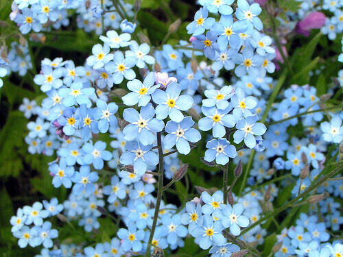 Hoa lưu ly thường gắn với những hoài niệm yêu thương và tình yêu chân thành.