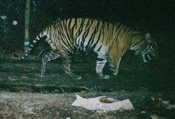 Hiện tượng thường thấy ở động vật là chó, gấu và khỉ cũng nhai da, cơ bắp, gân và cả xương của mình, nhằm thoát khỏi bộ phận bị dính bẫy.