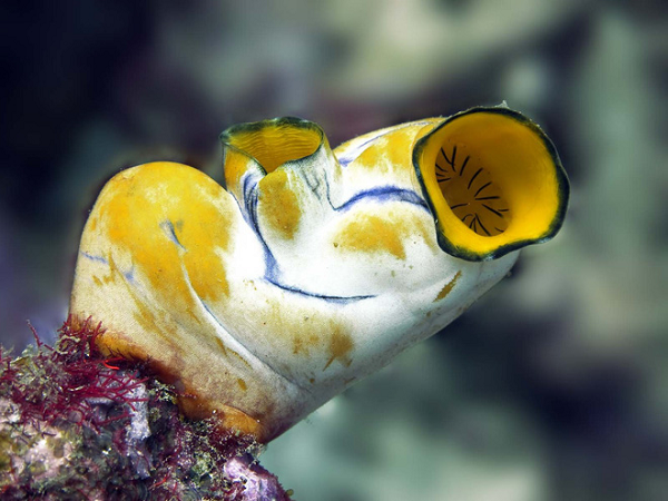 Thực chất đó là quá trình sinh trưởng từ hải tiêu non với hình hài khá giống với nòng nọc (có đầy đủ mắt, não và đuôi) đến khi gắn cơ thể cố định vào một mặt bám và tiêu biến tất cả các bộ phận, chỉ còn lại một đốt thần kinh.